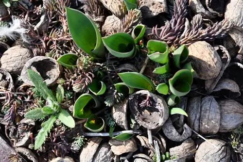 Varietà di bulbi da fiore perenni: per un divertimento duraturo in giardino