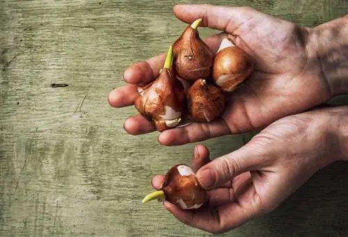 Todavía se puede salvar: plantar correctamente los bulbos de flores germinados