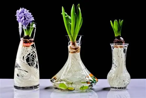 Bloembollen planten in een glas: simpel en stijlvol