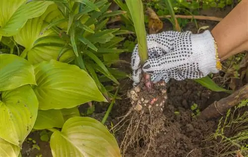 Déterrer les bulbes à fleurs : quand et comment le faire correctement