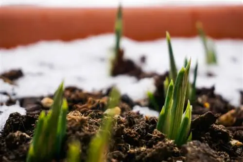 Bulbi da fiore nella fioriera del balcone: ecco come sopravvivono al gelo