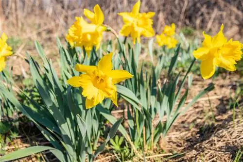 flower bulbs that voles don't like