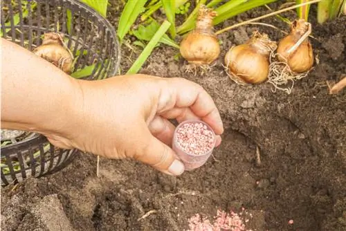 Fertilizar bulbos de flores