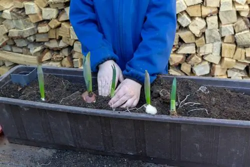 Las mejores variedades de bulbos de flores para tu jardinera de balcón