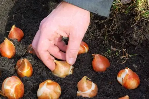 Planter des bulbes à fleurs en janvier