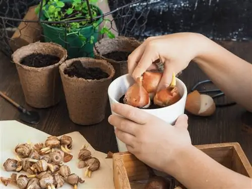 Foretrækker blomsterløg i potter - medbring tidlig blomstring