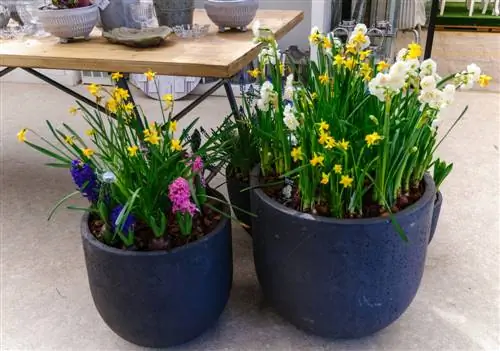 Bulbes à fleurs : La méthode des lasagnes pour des fleurs luxuriantes