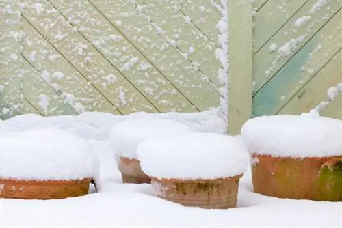 Flower bulbs in pots: This is how you can successfully overwinter them