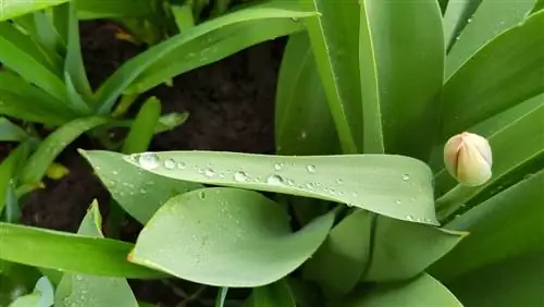 Regar los bulbos de flores: ¿cuándo, con qué frecuencia y en qué cantidad?