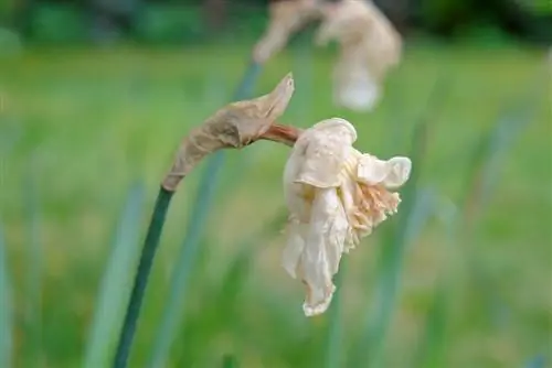 củ hoa sau khi nở