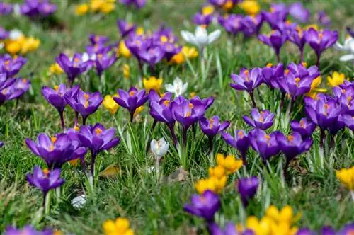 Planting flower bulbs in the lawn