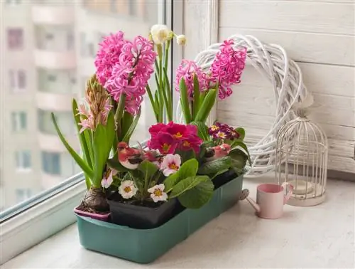 Bulbos de flores no apartamento: é possível sem jardim?