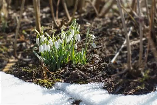 Blombolle: Die mooiste variëteite vir jou tuin