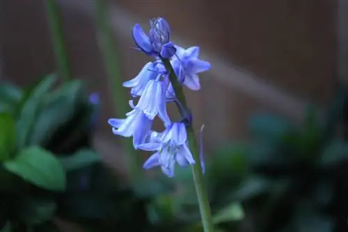 abat-jour de bulbe de fleur