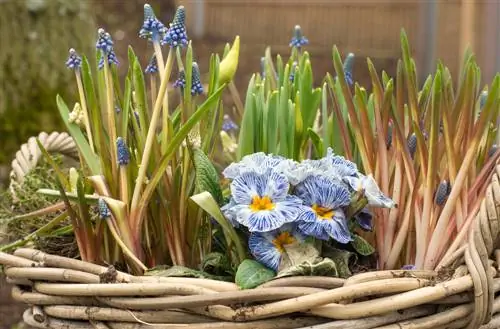 Bulbos de flores em vasos: camadas para flores exuberantes