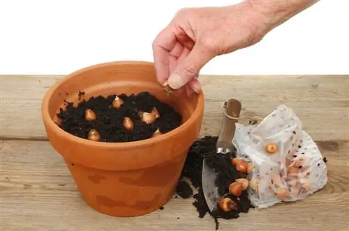 Growing flower bulbs: This is how to grow flower bulbs in the house