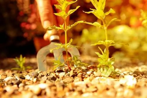 Zehirsiz olarak çakıl yüzeylerdeki yabani otları çıkarın