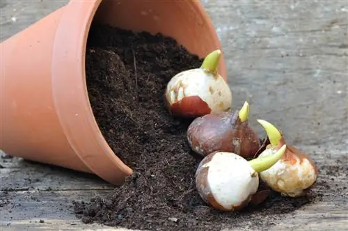 vergeet-om-te-plant-blomme-bolle