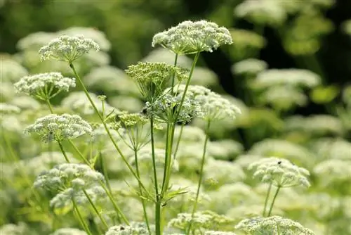 buruiană-greedweed