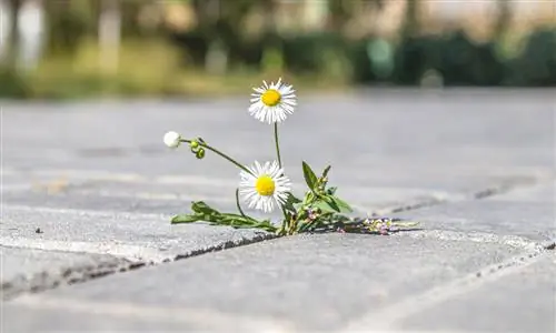 Nezāļu noņemšana ar karstu gaisu: kā tas darbojas?