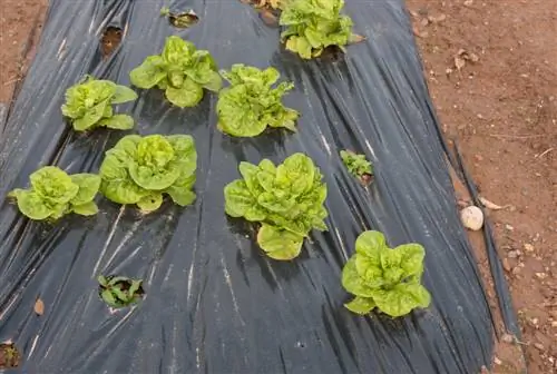 Rincones libres del jardín: cubra con éxito las malas hierbas con una lona