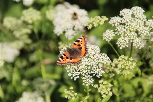 males herbes o flors