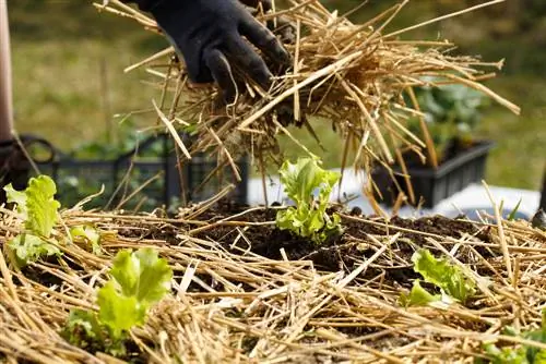 Onkruid voorkomen: succesvolle strategieën voor hobbytuinders