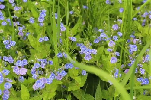 veronica erba