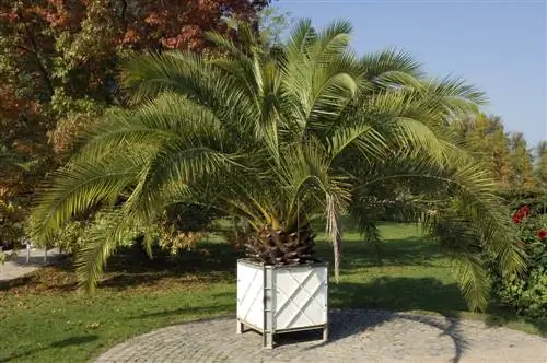 Poda profissional da Phoenix Canariensis