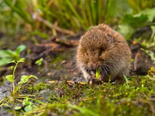 protecting flower bulbs from vole mice