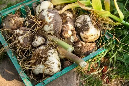 ¿Reutilizar bulbos de flores? Entonces florecen todos los años