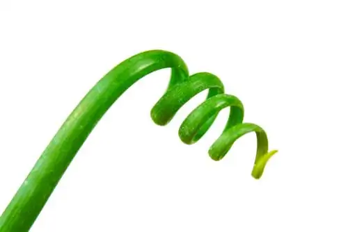 albuca-spiralis-күрөң жалбырактары