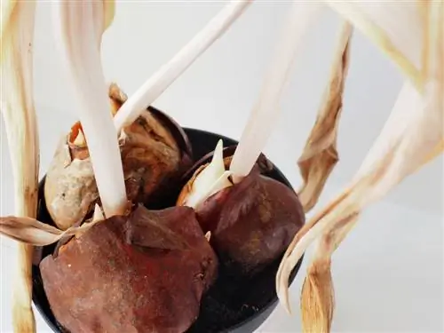 propagate flower bulbs propagate flower bulbs