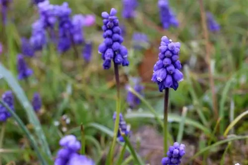 Bulbes de flors per a la naturalització: 7 varietats per a un mar de flors