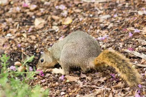 Which animal digs up flower bulbs?