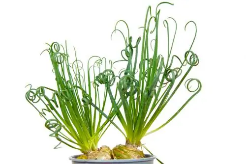 Albuca spiralis hivernant