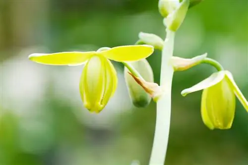 Albuca Spiralis Care: Cov Tswv Yim rau Kev Noj Qab Haus Huv, Spiraled Nplooj