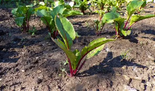 Beetroot Location: Tips for optimal growth and harvest