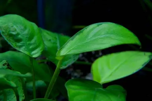 specie di Anubias