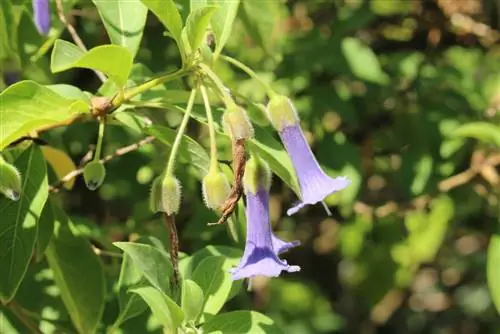 Acnistus australis размножается