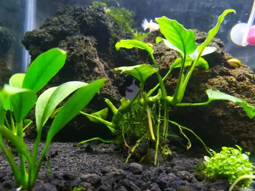 Anubias onderhouden in het aquarium: zelfs beginners kunnen het op deze manier doen