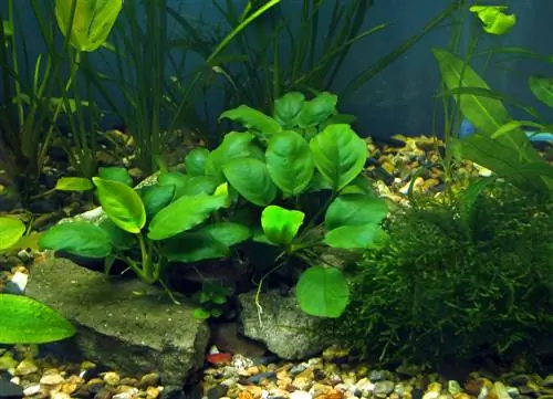 corte de anubias