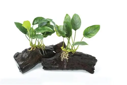 anubias-on-root