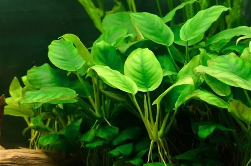 anubias växter