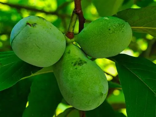 Indijska banana: Odkrijte 6 okusnih vrst za vaš vrt