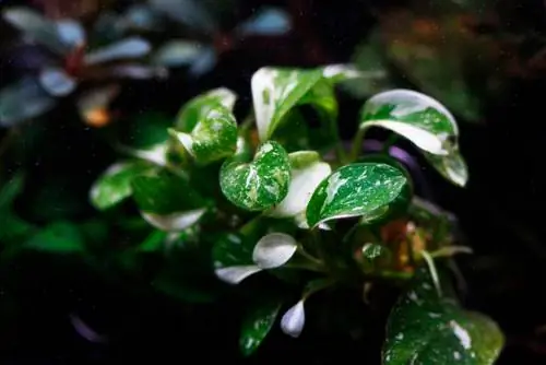 Anubias Nana Bonsai: наноаквариумдарға арналған миниатюралық өсімдік