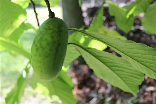 Patabain ang mga saging ng India: Ganito mo masisiguro ang masaganang ani