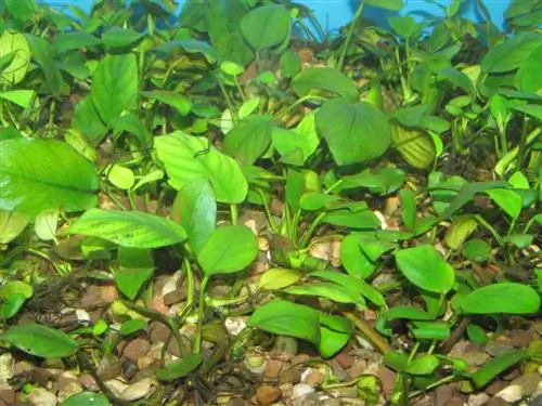 Nhân giống Anubias: Từng bước tạo cây mới