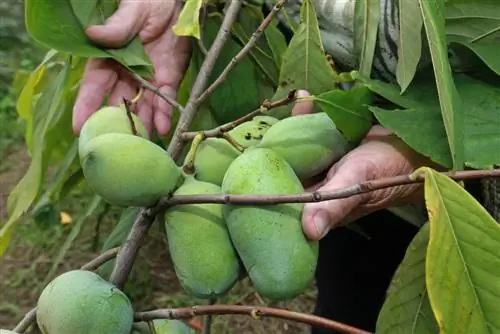 indian banana fruit