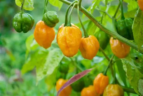 Habanero o'simliklari: bizning kengliklarda etishtirish va parvarish qilish